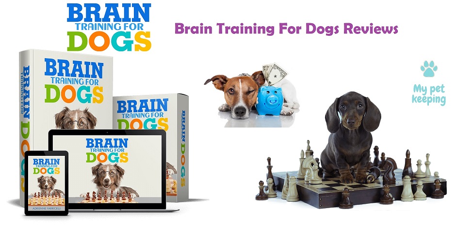 Brain Training for Dogs Review: Unlock Your Canine Companion's Potential -  The Jerusalem Post