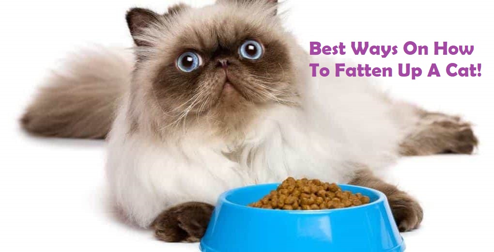 best-easy-ways-on-how-to-fatten-up-a-cat-my-pet-keeping