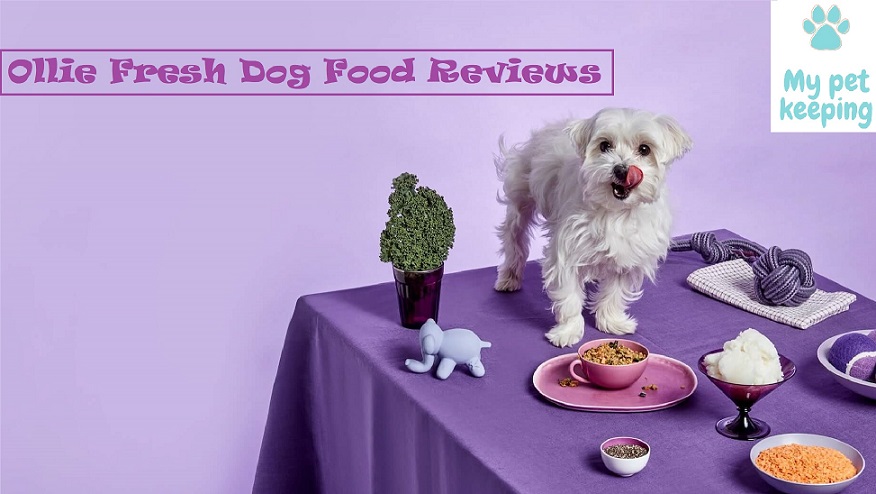 Ollie Fresh Dog Food Reviews
