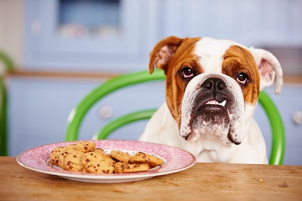 Plan a nutritious healthy diet for your dog