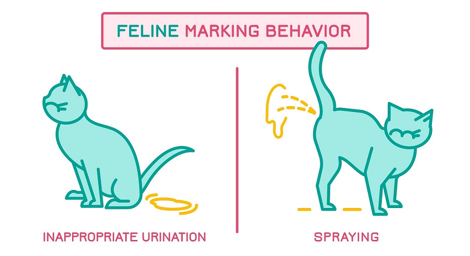 Why is your cat spraying