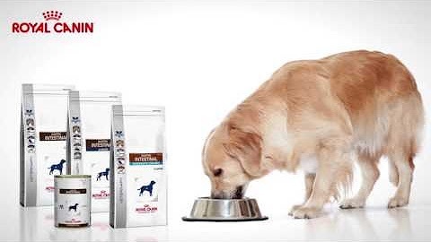 Royal Canin food for puppies and dogs