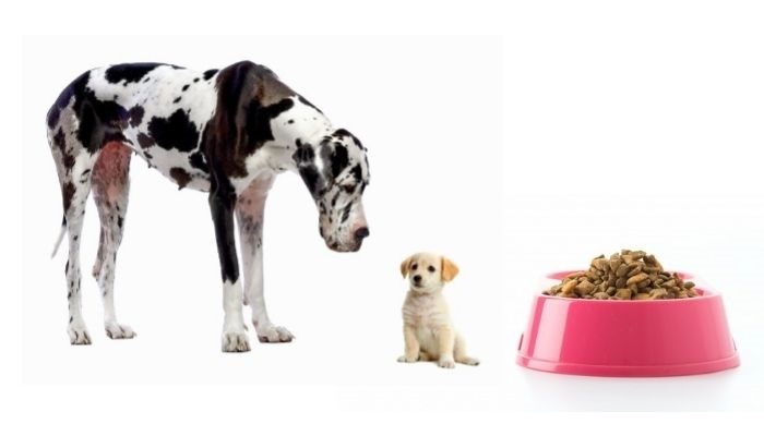why nutritional food needs differ from puppies to adult dogs