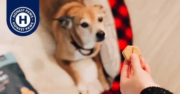 Benefits reviews of honest paws calm bites for your Paw friend