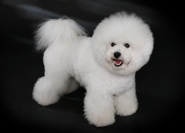 Bichon Frise dog breeds gets along best with cats