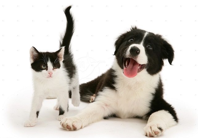 Border collies dog breeds get along best with cats