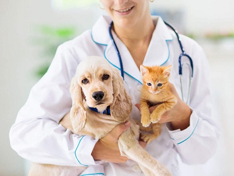 Pet Insurance helps you to budget costs of pet care services!