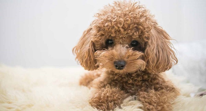 Toy poodles dog breeds get along best with cats
