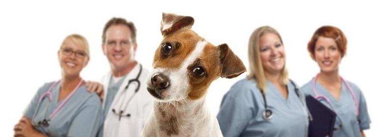 Working of Pet Insurance