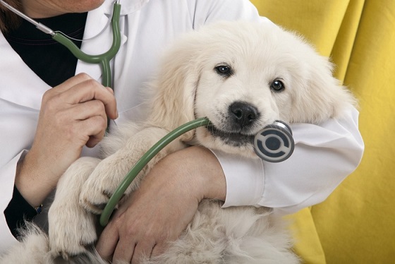 Monthly routine check-ups for your dog