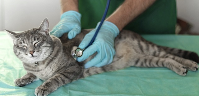 Pet Insurance of cat Accidental Injuries