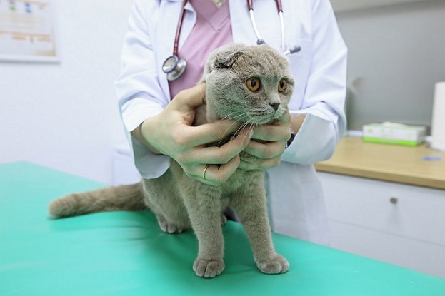 get the best pet insurance for your cats