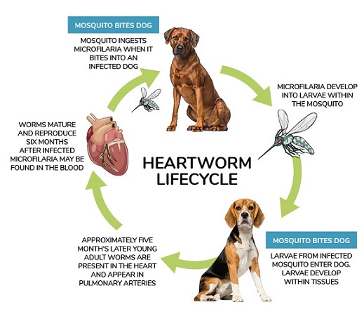 Prevent heartworm and parasites