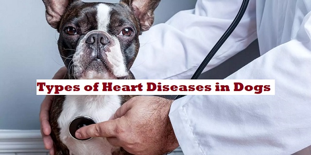 Types of Heart Diseases in Dogs