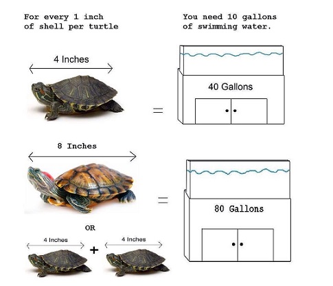 Size of turtle's tank