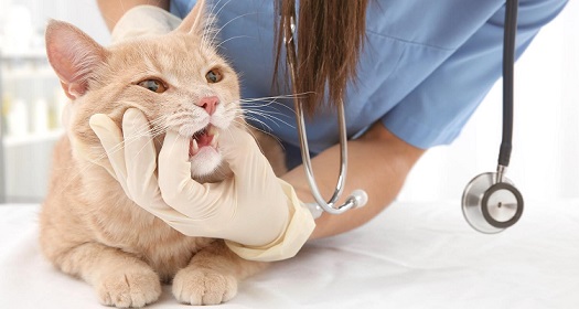 Dental Care for cat