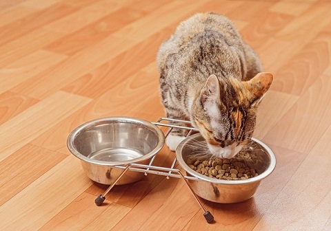 Provide cat proper diet and water