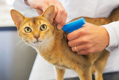 Vaccinate and microchip your cats