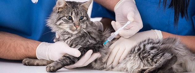 Vaccinations of cats