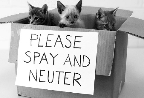 Neuter your cats