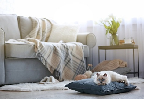 Cat Proofing your Living Room