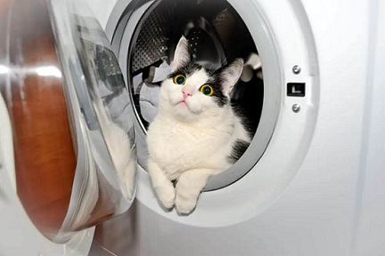 Cat proof your laundry and garage or store rooms
