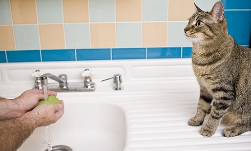 Wash your hands after petting your pets