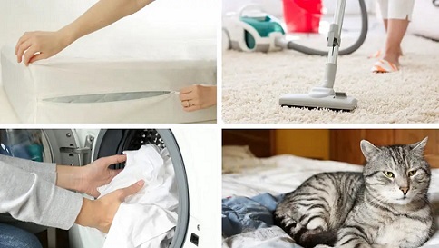 Why is it important to cat-proof your home